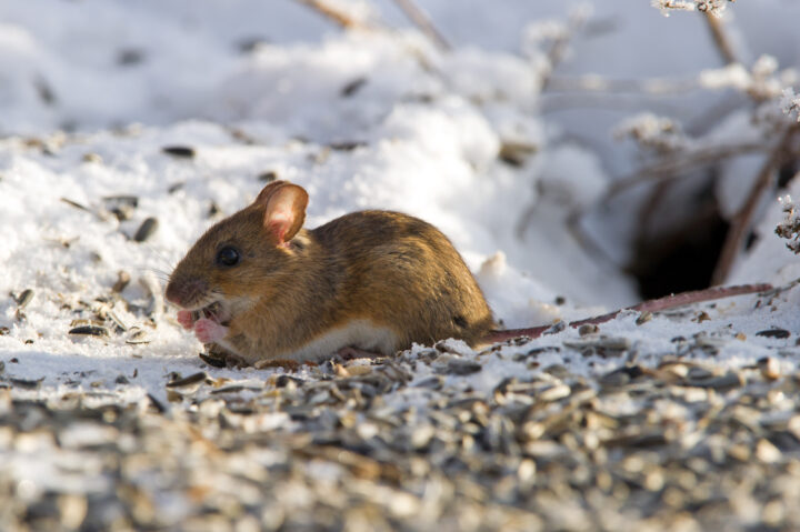 How to Keep Mice out of the House