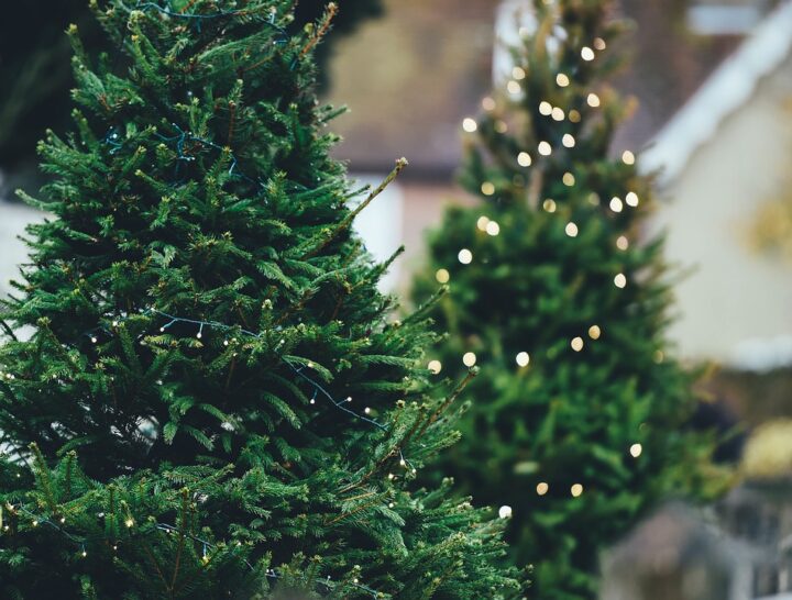 How to Choose Christmas Trees for Living Rooms