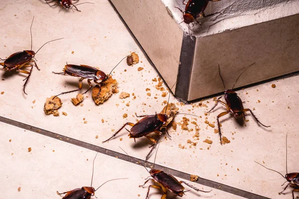 How to Get Rid of Cockroaches in Bedrooms 2
