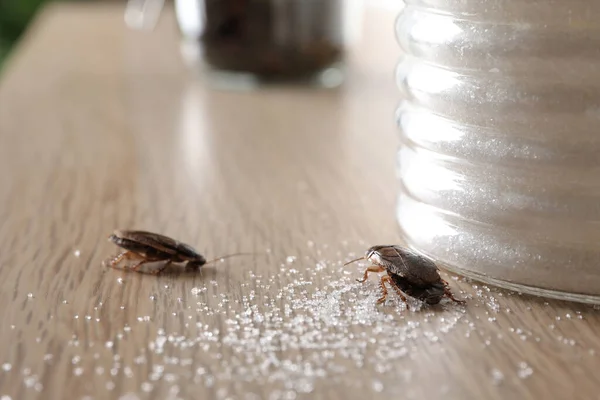 How to Get Rid of Cockroaches in Bedrooms