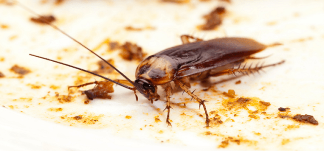 How to Get Rid of Cockroaches In a Kitchen 3