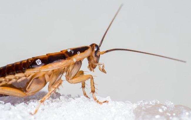 3 Easy Tips On How to Get Rid of Cockroaches In a Kitchen